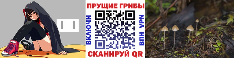 Галлюциногенные грибы Cubensis  Западная Двина 